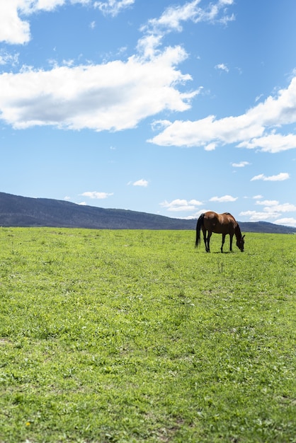 Vertikaler Schuss eines Pferdes, das auf einem grünen Rasen an einem sonnigen Tag weidet