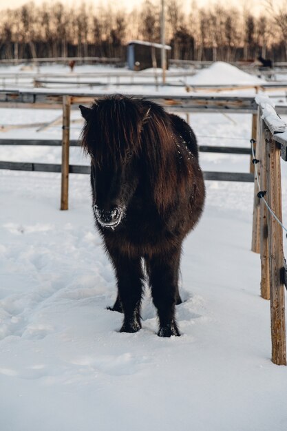 Vertikaler Schuss eines Pferdes in einem verschneiten Feld nahe Holzzäunen in Nordschweden
