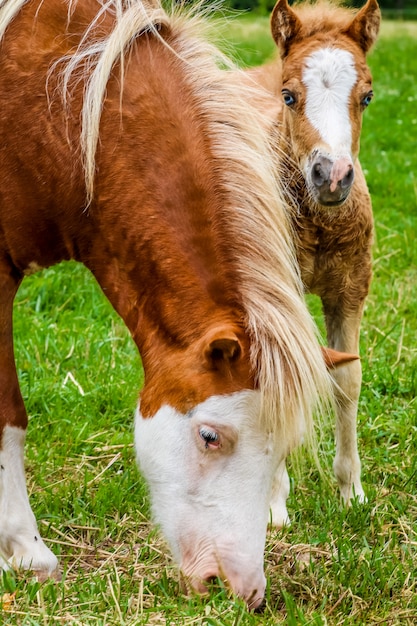 Vertikaler Schuss eines Pferdes und eines Ponys, die auf einem mit Gras bedeckten Feld grasen