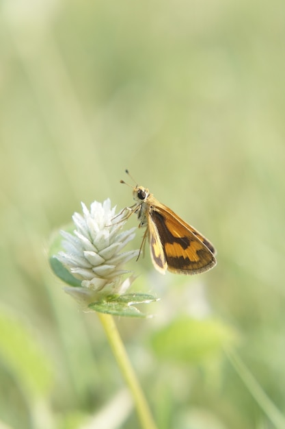 Vertikaler Schuss eines Schmetterlings auf einer Blume mit einer Unschärfe