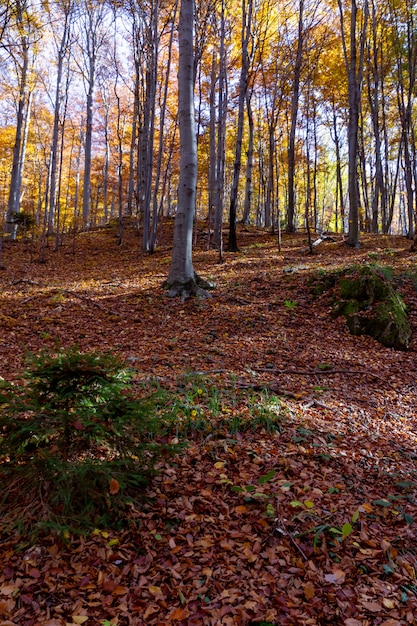 Vertikaler Schuss eines Waldes mit Blättern, die auf den Boden auf Berg gefallen sind