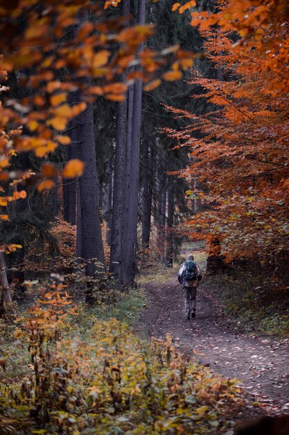 Vertikaler Schuss eines Wanderers, der im Herbst im Wald geht