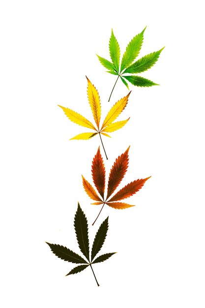 Vertikaler Schuss farbige Marihuana-Blätter in vertikaler Linie isoliert auf weißem Hintergrund