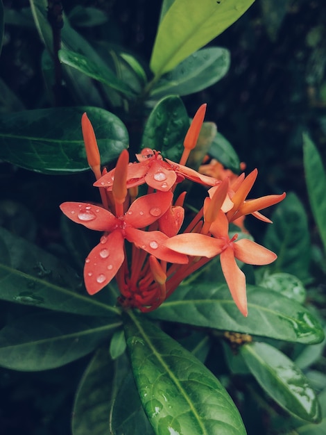 Vertikaler Schuss o rote Blume mit grünen Blättern