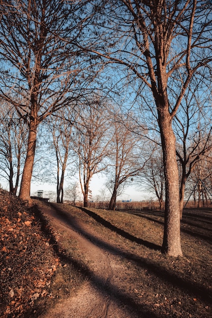 Kostenloses Foto vertikaler schuss von mehreren trockenen bäumen nebeneinander in einem park