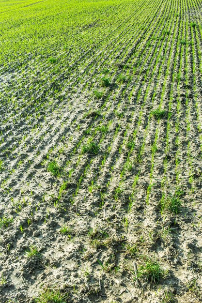 Vertikaler Schuss von Sämlingen, die aus gepflügten Reihen nasser Erde in einem Feld wachsen