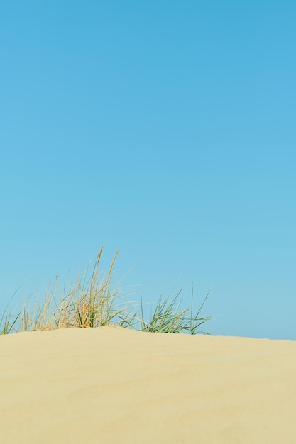 Vertikaler Schusssand des wilden Strandes und hellblaues Sommerhimmelgras auf dem Kamm einer Dünenküstenferienideenkulisse oder Bildschirmschoner für Werbung