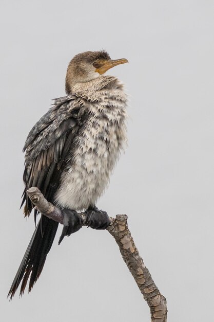 Vertikaler selektiver Fokus eines Singvogeltrillers, der auf einem Baumzweig auf einem verschwommenen Hintergrund thront
