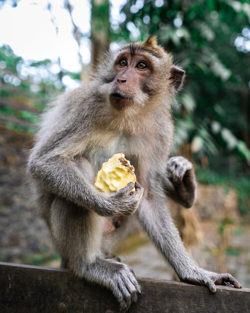 Vertikaler selektiver Fokusschuss eines Affen, der mit einer Frucht in der Hand auf dem Boden sitzt