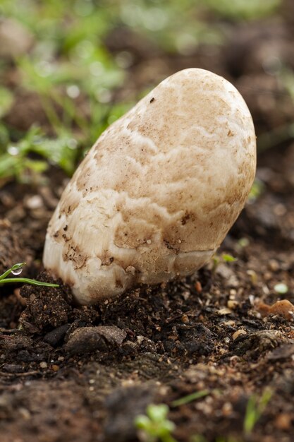 Vertikaler selektiver Fokusschuss eines Pilzes auf dem schlammigen Boden
