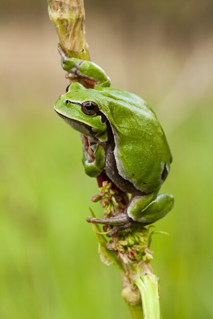 Vertikaler selektiver Fokusschuss eines schönen grünen Frosches, der am Stamm einer Pflanze festhält