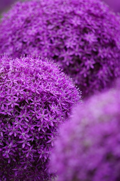 Vertikaler selektiver Fokusschuss von violetten Lauchblumen