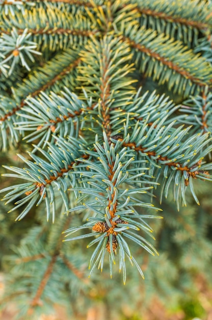 Kostenloses Foto vertikaler weichzeichner von tannennadeln auf einem ast