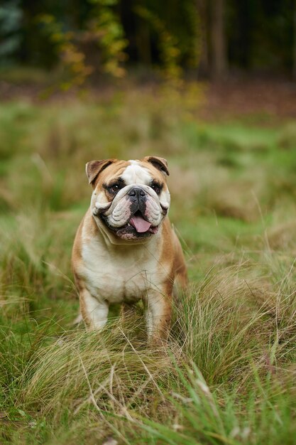 Vertikales Bild der englischen Bulldogge im Feld