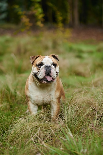 Vertikales Bild der englischen Bulldogge im Feld