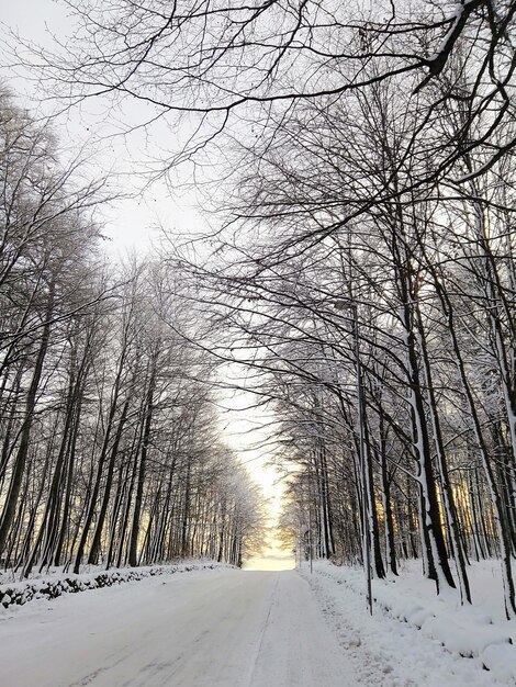 Vertikales Bild der Straße, umgeben von Bäumen, die im Schnee unter dem Sonnenlicht in Norwegen bedeckt sind