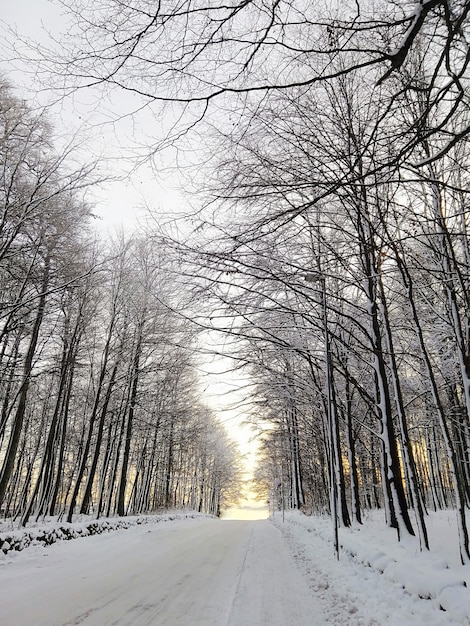 Vertikales Bild der Straße, umgeben von Bäumen, die im Schnee unter dem Sonnenlicht in Norwegen bedeckt sind