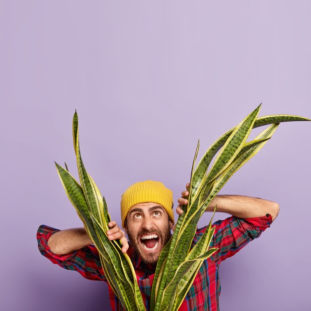 Vertikales Bild des emotionalen kaukasischen Mannes schreit laut, hält beide Hände auf Sansevieria, gekleidet in stilvolle Kleidung, öffnet den Mund weit, posiert vor lila Hintergrund, freier Raum für Ihre Beförderung