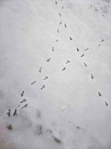 Vertikales Bild des Vogelfußabdrucks auf dem Schnee unter den Lichtern