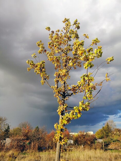 Vertikales Bild einer Espe auf einer Wiese, umgeben von Grün unter einer Wolke