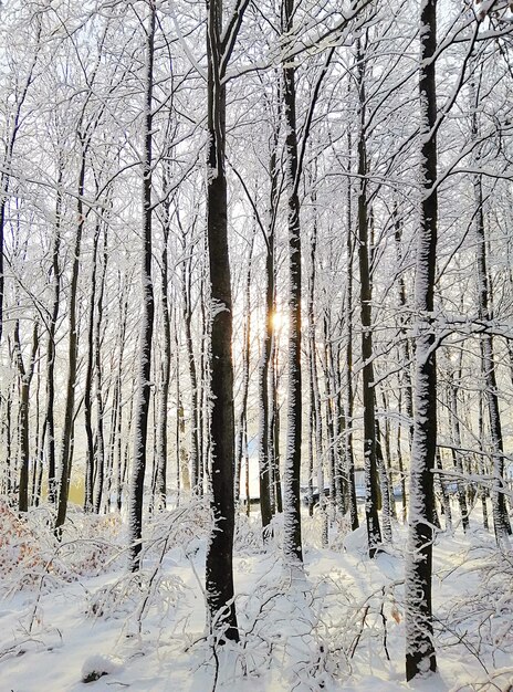 Vertikales Bild eines Waldes, umgeben von Bäumen, die im Schnee unter dem Sonnenlicht in Norwegen bedeckt sind