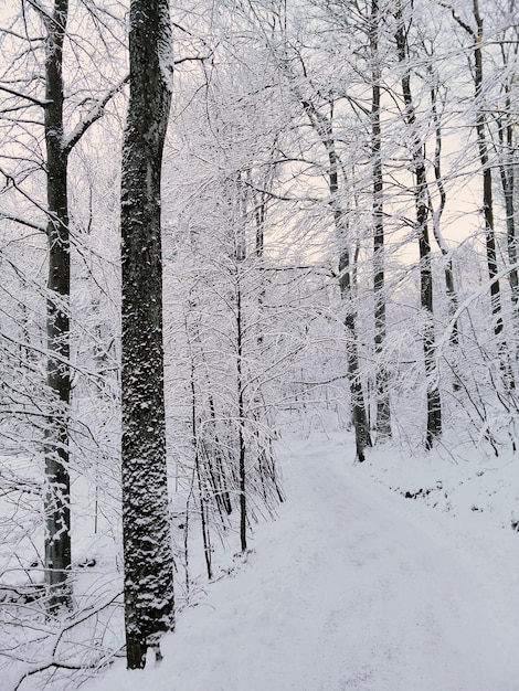 Vertikales Bild eines Waldes, umgeben von Bäumen, die im Schnee unter dem Sonnenlicht in Norwegen bedeckt sind