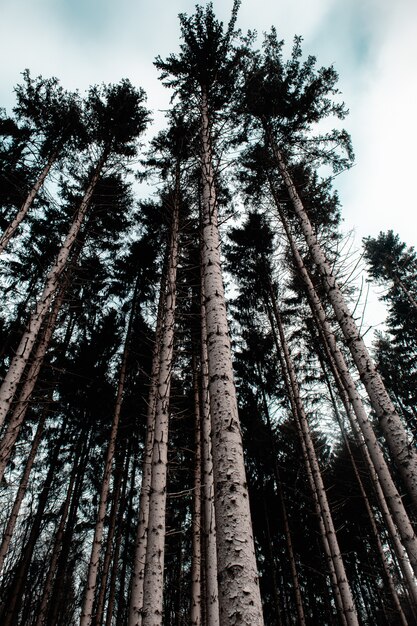 Vertikales Bild eines Waldes, umgeben von Blättern und hohen Tres unter einem bewölkten Himmel