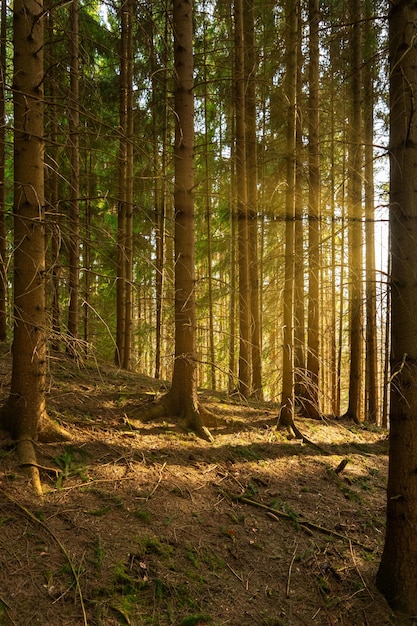 Vertikales Bild von aufgereihten Bäumen im Wald