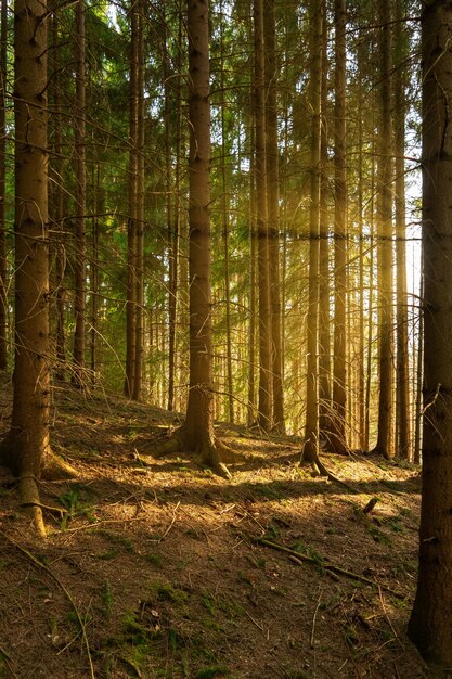 Vertikales Bild von aufgereihten Bäumen im Wald