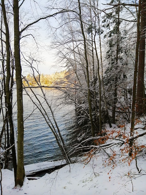 Vertikales Bild von Bäumen, die im Schnee mit einem Fluss unter dem Sonnenlicht auf dem Hintergrund bedeckt sind