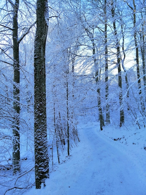 Vertikales Bild von Bäumen in einem Wald, der im Schnee in Larvik in Norwegen bedeckt ist