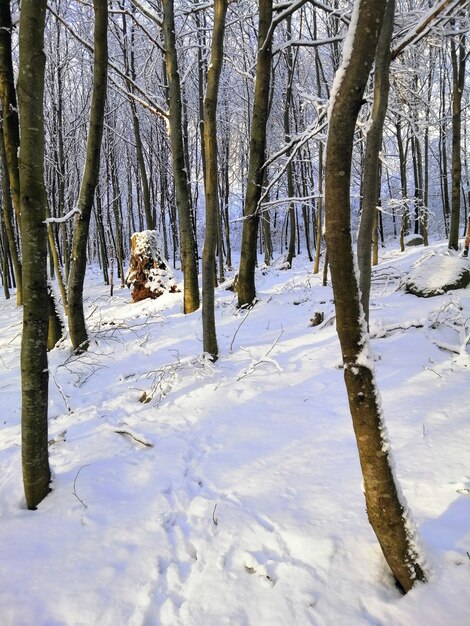 Vertikales Bild von Bäumen in einem Wald, der im Schnee in Larvik in Norwegen bedeckt ist