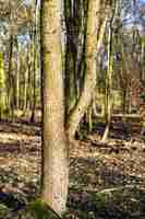 Kostenloses Foto vertikales bild von bäumen in einem wald unter dem sonnenlicht