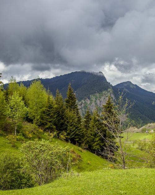 Vertikales Bild von Hügeln bedeckt mit Wäldern und Nebel unter einem bewölkten Himmel