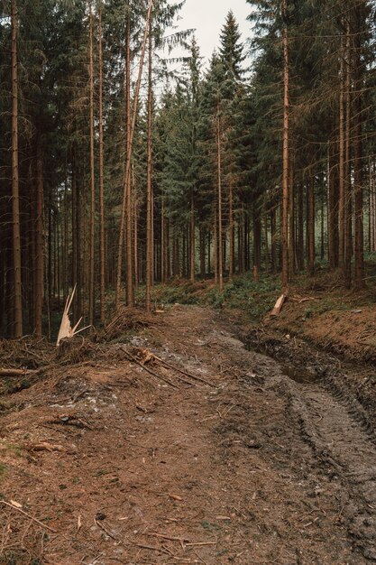 Vertikales Bild von Kiefern im Wald