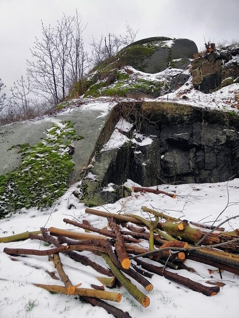 Vertikales Bild von Ästen und Felsen, die mit Moosen und Schnee in Larvik in Norwegen bedeckt sind