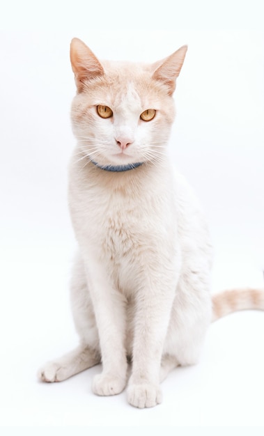Vertikales Porträt einer weißen Katze, die isoliert auf einer weißen Szene posiert