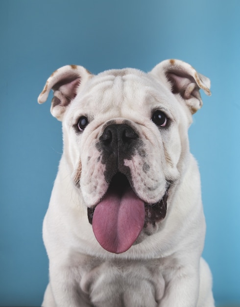 Vertikales Porträt eines lustigen englischen Bulldoggenwelpen lokalisiert auf einem Blau