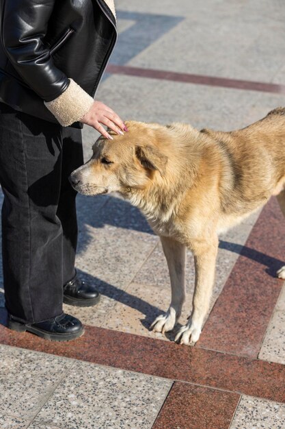 Vertikales Porträt eines obdachlosen Hundes, der von jemandem gestreichelt wird Foto in hoher Qualität