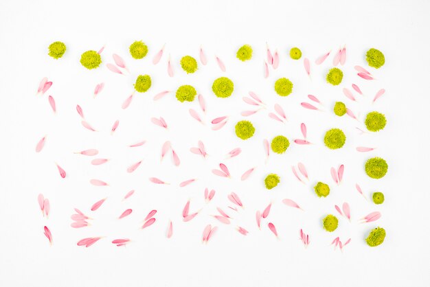 Verzierte Chrysanthemenblumen mit den rosa Blumenblättern gegen weißen Hintergrund