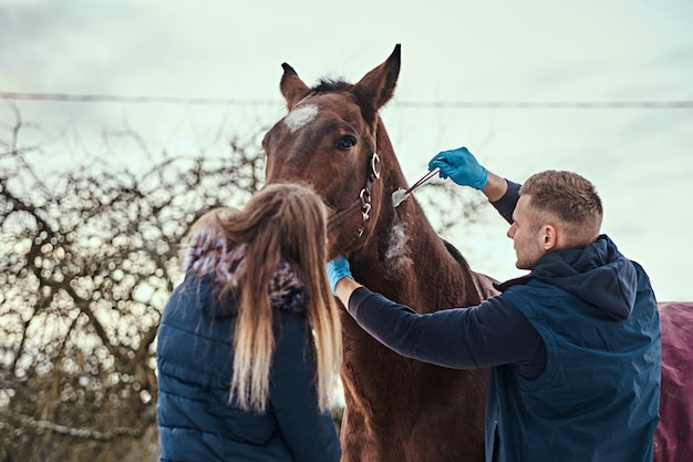 Veterinärmann mit seinem Assistenten, der ein braunes reinrassiges Pferd behandelt, Papilloma-Entfernungsverfahren unter Verwendung von Kryodestruktion, in einer Outdoor-Ranch