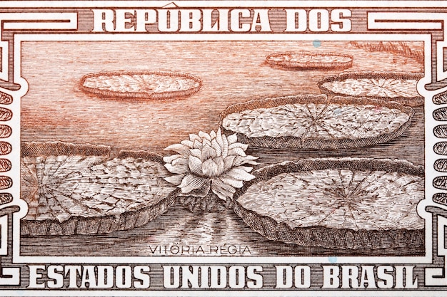 Victoria amazonica aus altem brasilianischem geld