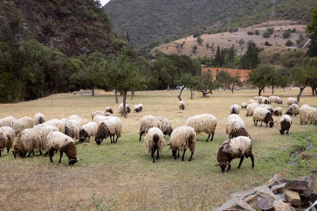 Viele Schafe fressen bei Tageslicht etwas Gras