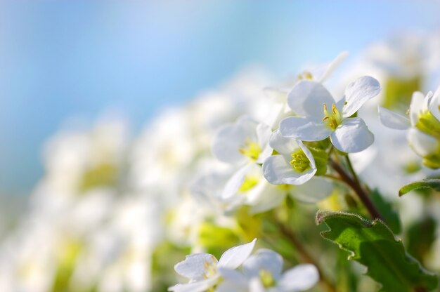 Viele weiße Blüten