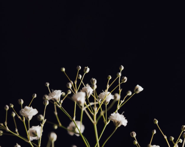 Viele weiße frische Blüten am Zweig