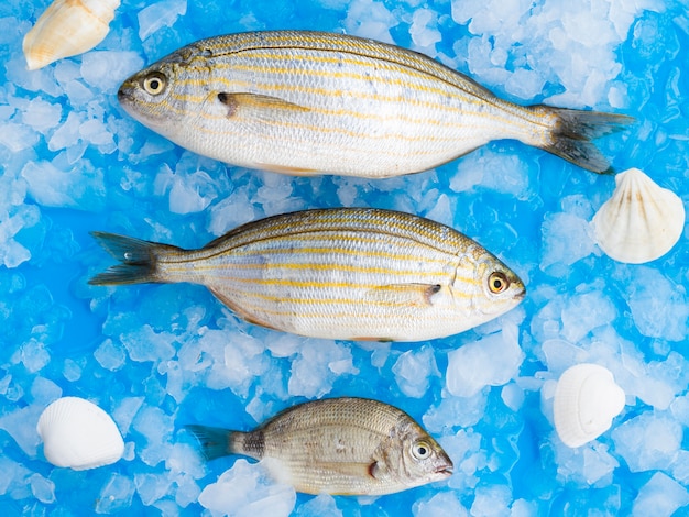 Vielzahl der Fische, die auf Eiswürfel legen