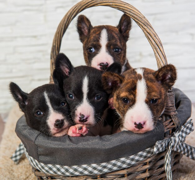 Bilder Lustige Hunde Gratis Vektoren Fotos Und Psds