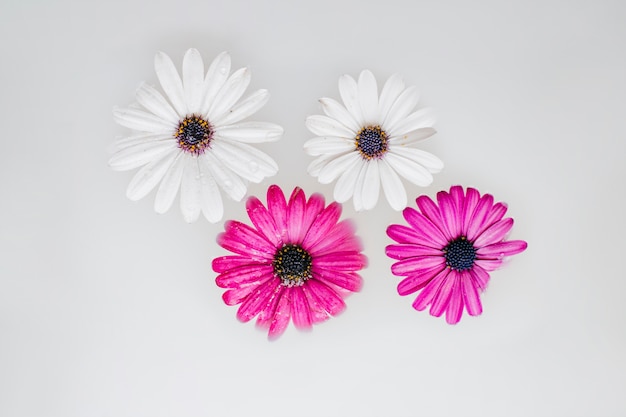 Vier weiße und rosa Blumen
