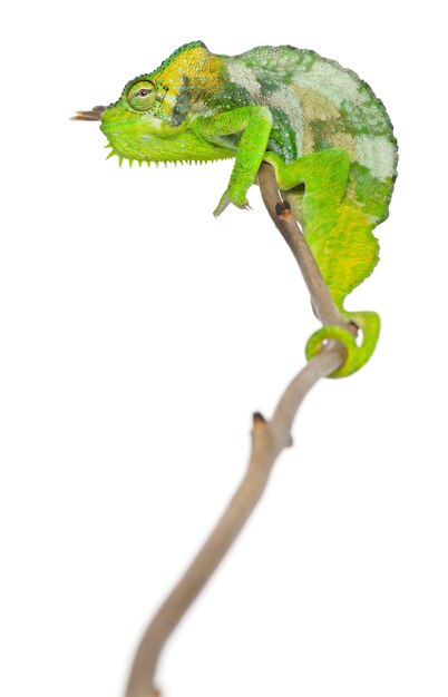Bilder Vierhoerniges Chamaeleon Gratis Vektoren Fotos Und Psds