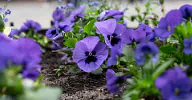 Kostenloses Foto viola tricolor blumen in einem blumenbeet hautnah